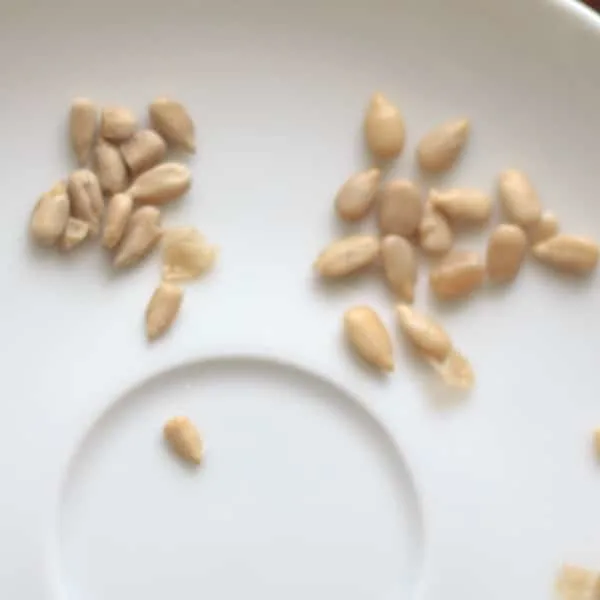 Difference between unsoaked vs. soaked sunflower seeds. Soak in water for 6-8 hours. | @trialandeater