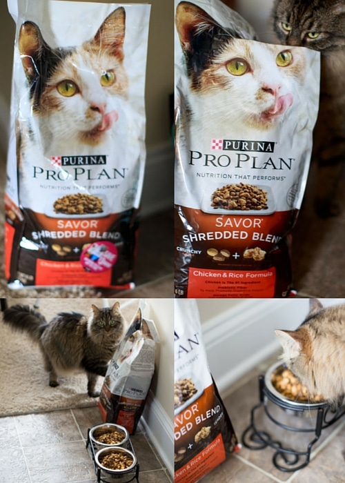 #PawsToSavor life's little moments with Purina Pro Savor Shredded Blend Cat Food.