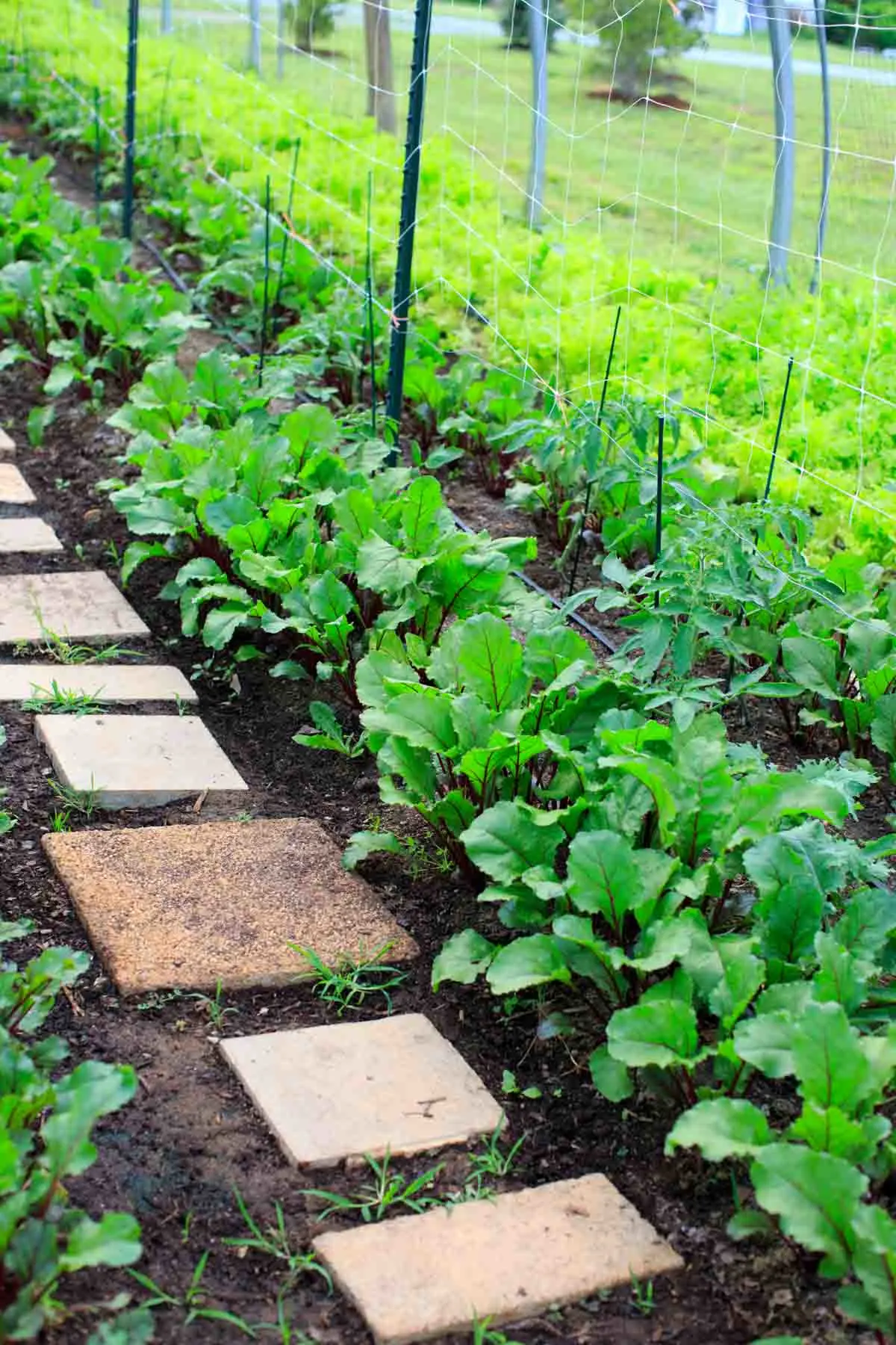 Peaceful River Farm Tour Pathway