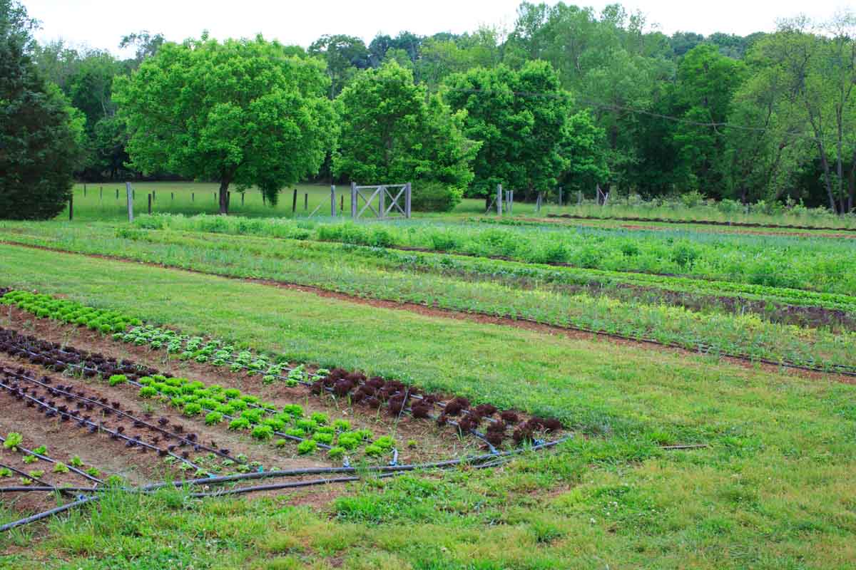 Peaceful River Farm Tour of the property