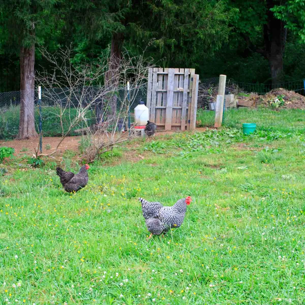 Peaceful River Farm Chickens