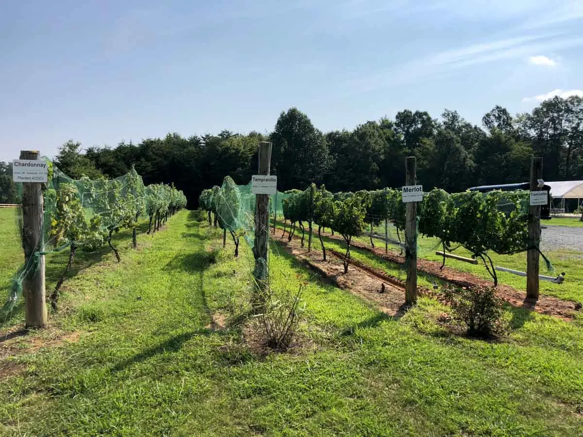 Grove Winery NC grapes