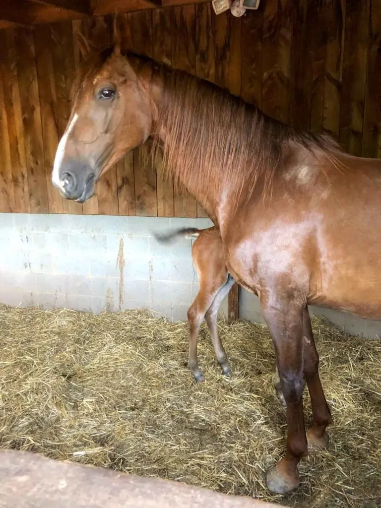 The farm horses and baby