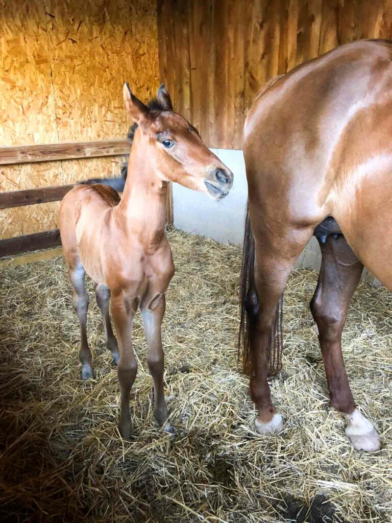 new baby horse at the farm
