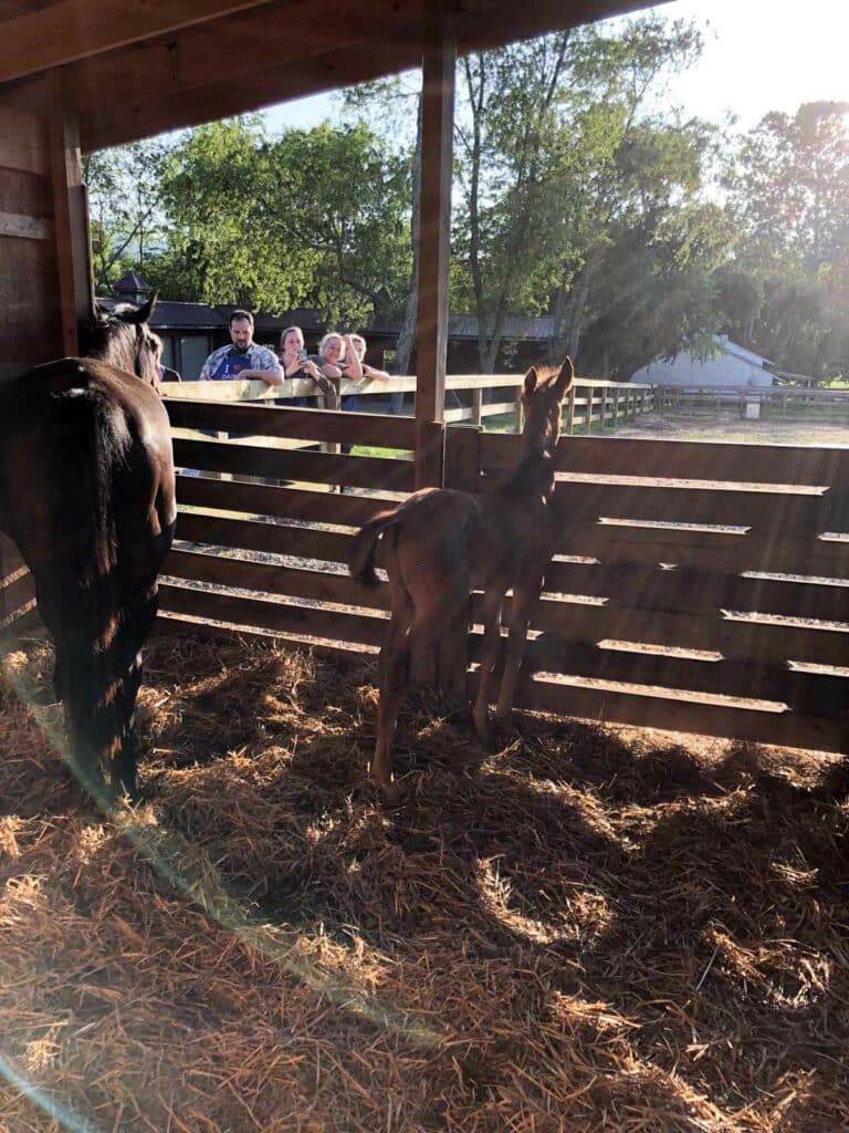 horses greeting us at the farm