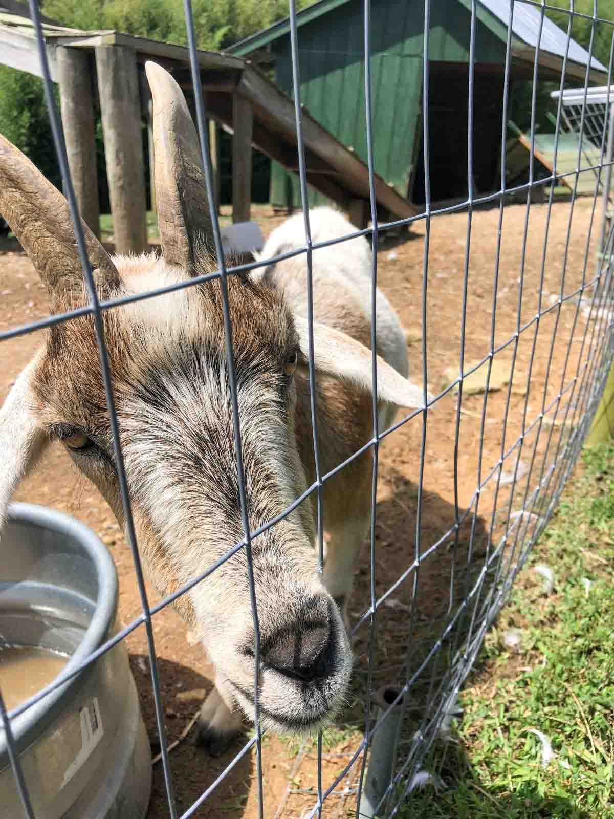 Sky Top Orchard goat