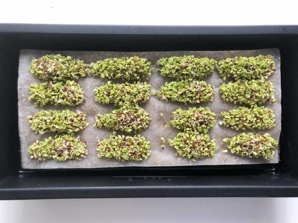 Hamama microgreens sprouts in tray