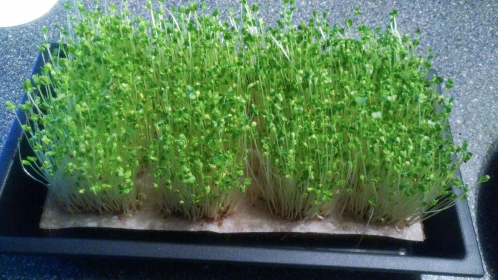 Growing microgreens sprouts