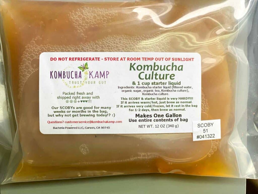 Kombucha Kamp SCOBY