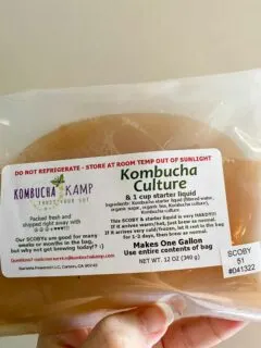 kombucha SCOBY culture in package holding up from kombucha kamp
